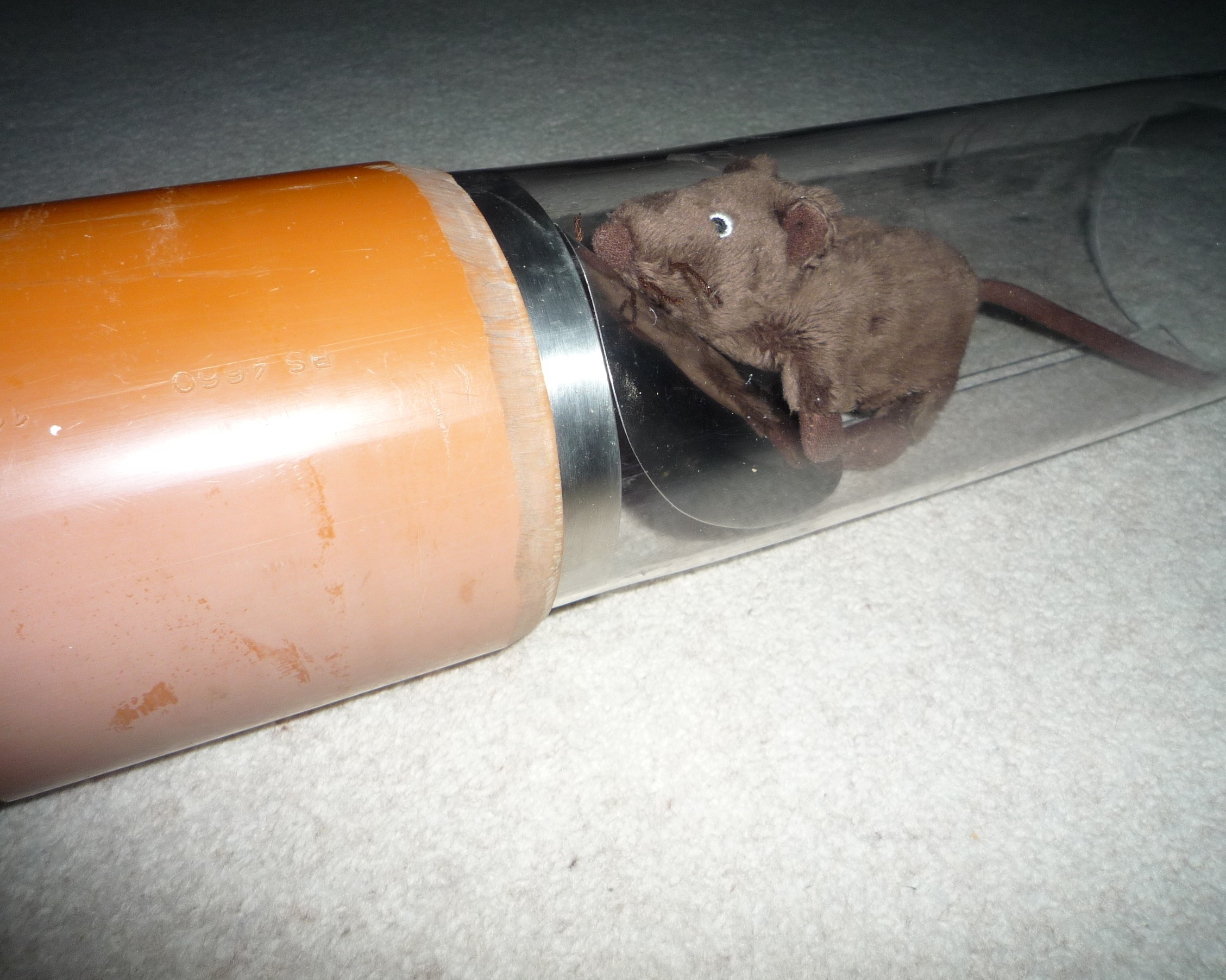Hello New Drain Goodbye Rats Waspkill Uk Bristol Pests Waspkilluk Https Waspkilluk Co Uk Pests Rats Drains